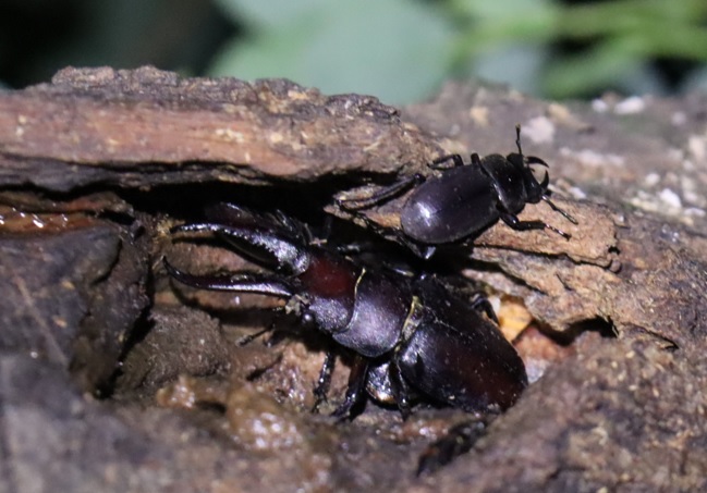 ノコギリクワガタのペア、コクワガタ♂_枝先のヤナギの洞-ヤナギ林_2023年6月13日19時30分 気温22.3度